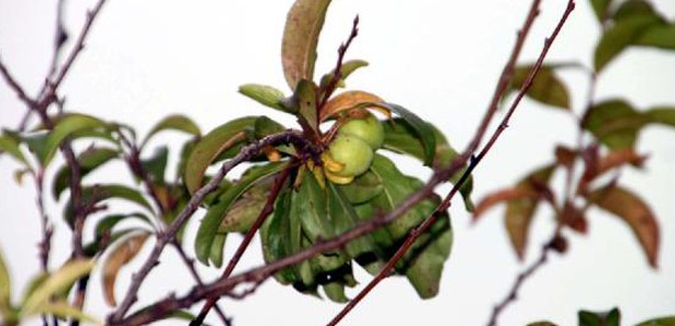 Çiçek açıp meyve veren ağaç şaşırttı