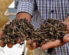 Marmaris'te milyonlarca arı telef oldu