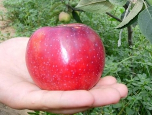 Elma ağaçları Ocak ayında ''meyve'' verdi