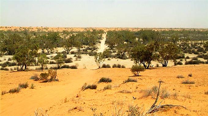 Afrika çöllerini Türkiye ağaçlandırıyor