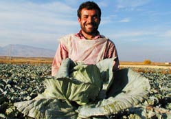Tarım gönüllüleri işsiz mi kalacak?