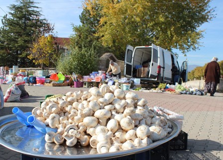 Kültür mantarı zehirler mi?