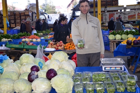 Brüksel lahanası yetiştirildi