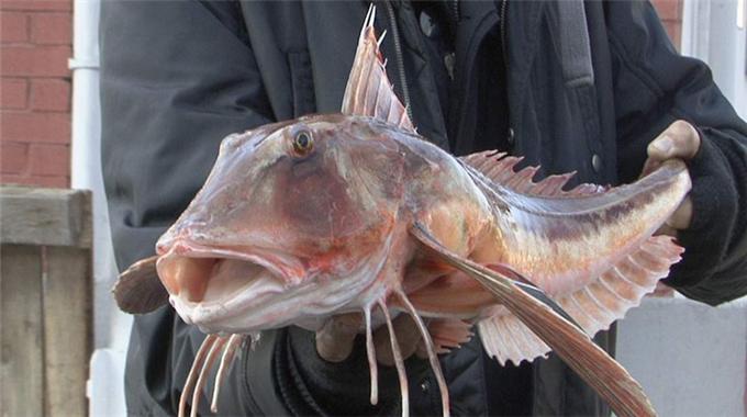 Beş kiloluk Kırlangıç balığı ağlara takıldı