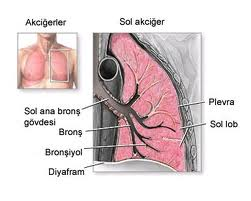 Tüberküloz ölümcül hastalık olma özelliğini korumaktadır