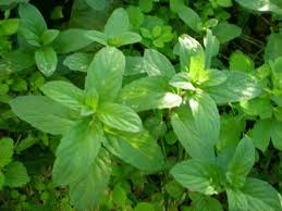 "Bir tutam" deyip geçmeyin