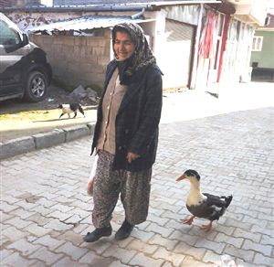 Sevimli ördek sahibinin peşinde