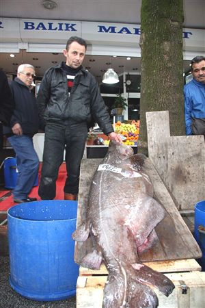 Hamsiye niyet, köpekbalığı kısmet