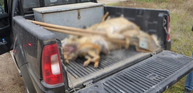 Kırşehir'de hayvan katliamı!