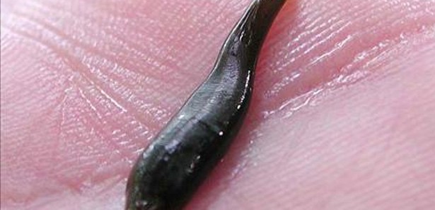 Tıbbi sülükler, kayıt altına alınacak