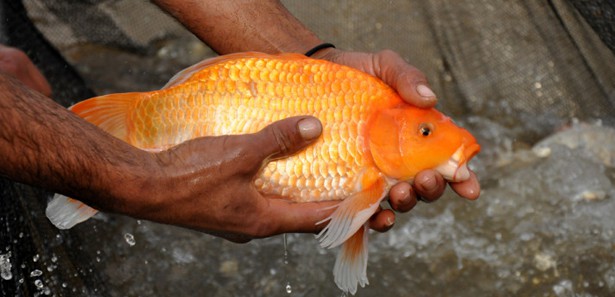 Balıklar, sanılandan çok daha zekiymiş