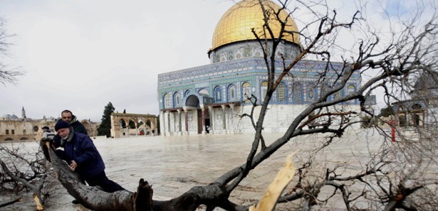 Fırtına Mescid-i Aksa'nın yaşlı çamını devirdi