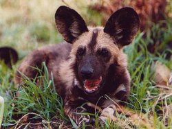 Meksika'da aç köpekler 4 kişiyi parçaladı