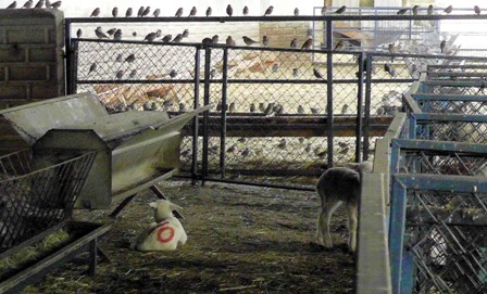 Koyun çiftliğine dadanan kuş sürüleri dert oldu