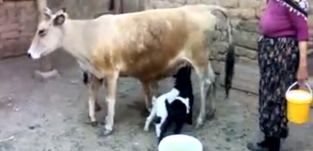 Keçi yavrularına inek sahip çıktı