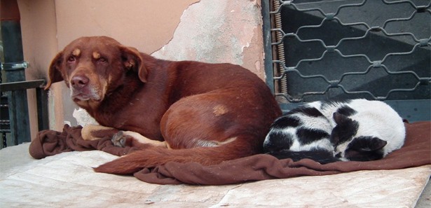 Soğuk hava, onları bile barıştırdı