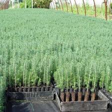 Beyşehir'de 2012'de 275 bin adet fidan dikildi