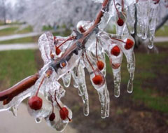 Meteorolojiden zirai don uyarısı
