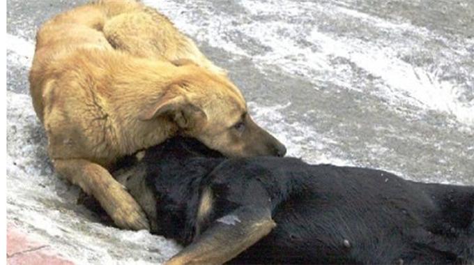 ''Sokakta yaşayan hayvanlara sahip çıkın''