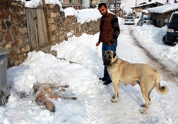 Kurt yanlış köye indi
