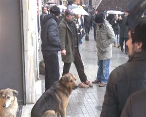 Beyoğlu'nda köpek dehşeti