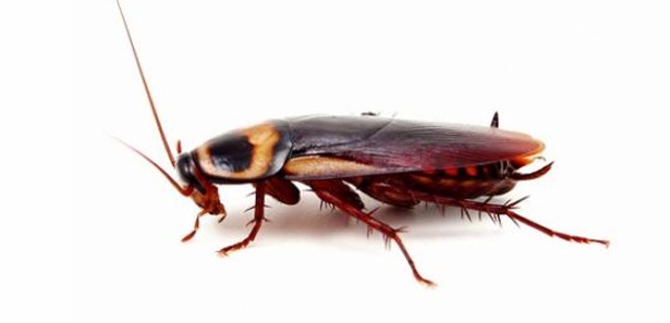 Hamam böceği servet kazandıracak