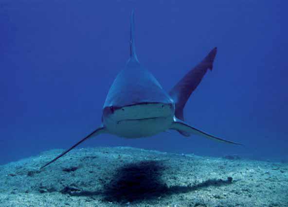 Bakanlık nesli tükenen deniz canlılarını takip ediyor