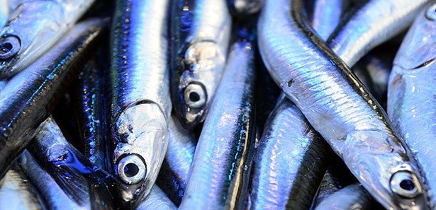 Hamsi fiyatı tavan yaptı