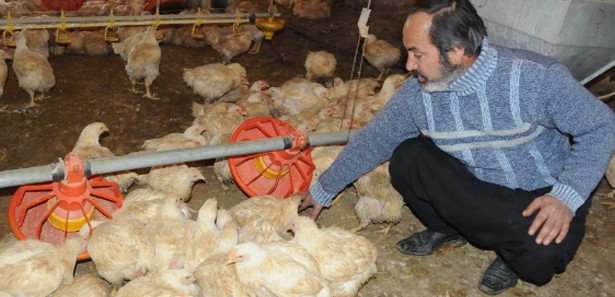 Ortaklık bozuldu, 25 bin tavuk telef oldu