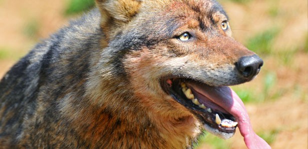 Kurtlar ağıla daldı, 50 koyun telef oldu