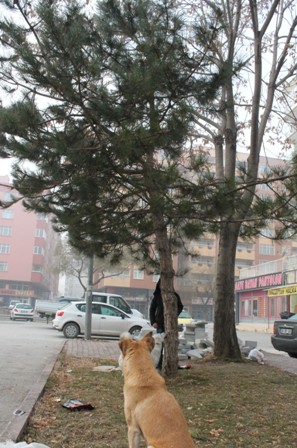 Köpeklerin kedi nöbeti