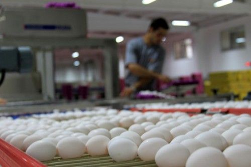 Yumurtada ihracat rekoru kırıldı