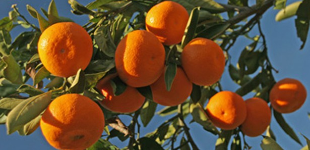 Narenciye üreticisine 'şadok' önerisi