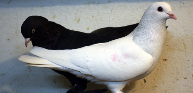 Bu güvercinler pahalıya mal oluyor