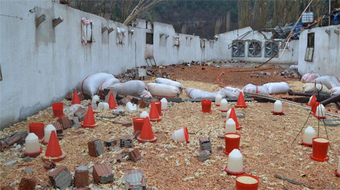 Fırtına sekiz bin civcivi telef etti