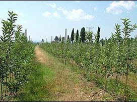 Damadı ile aynı kaderi paylaştı