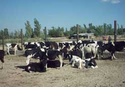 Şoklanmış süt üretimini artırıyor