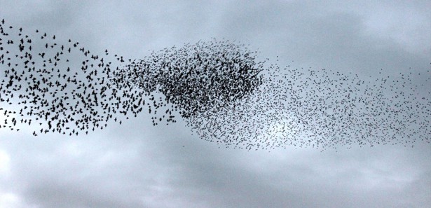Gökyüzü tuval, sığırcıklar ressam oldu