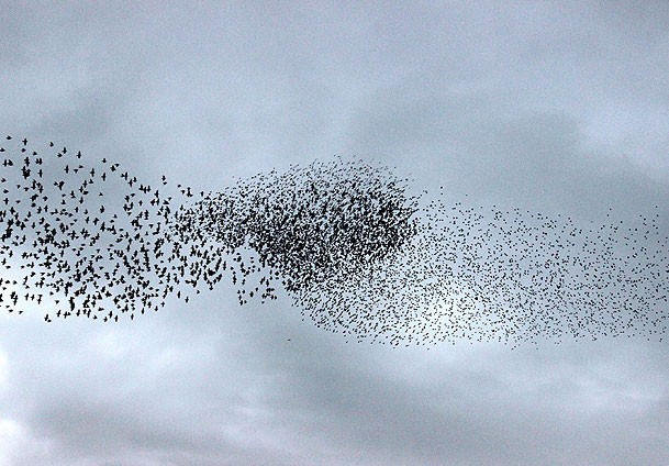 Gökyüzü tuval, sığırcıklar ressam oldu