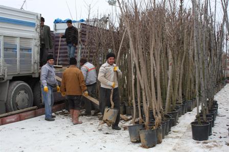 Karatay’da 2013 fidanları hazır