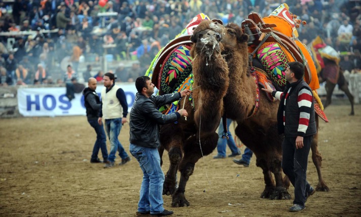 160 bin liralık deve 900 bin lira oldu