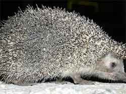 Kirpi eti yerken canından oluyordu