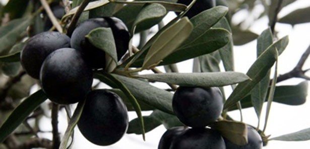 Marmarabirlik'te zeytin alım tahmini şaştı