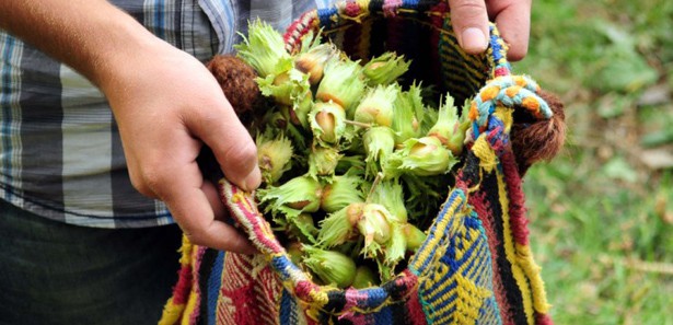 40 gram fındık anne sütünü yüzde 10 artırıyor