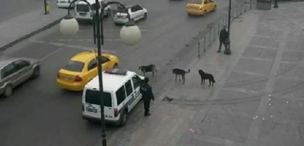 Polisi şaşırtan 3 köpek!