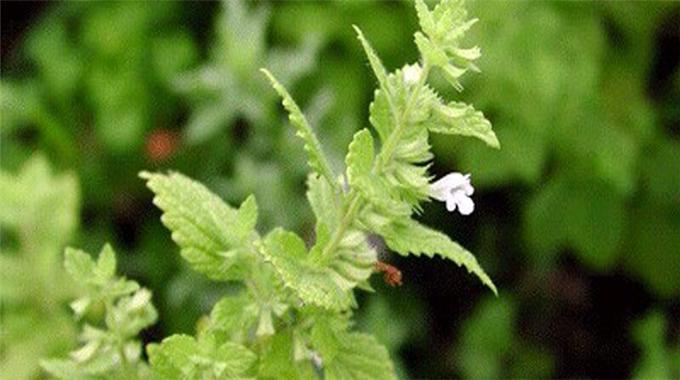 İşte mutluluğun formülü