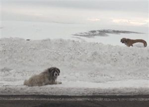 Köpekler de ölüme terk edildi