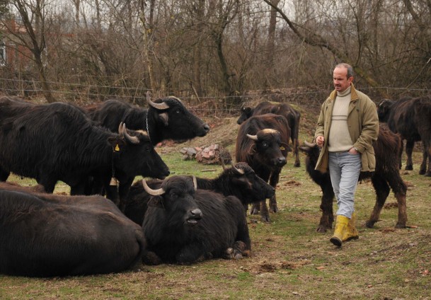 Emekli ikramiyesini 'manda'ya yatırdı