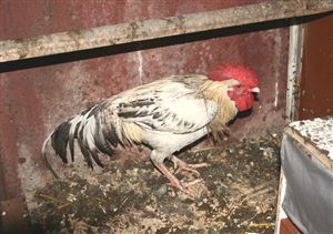 Öten horoza 88 lira ceza