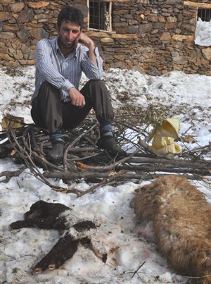 Bitlis'te 1 ay içinde 105 hayvan telef oldu